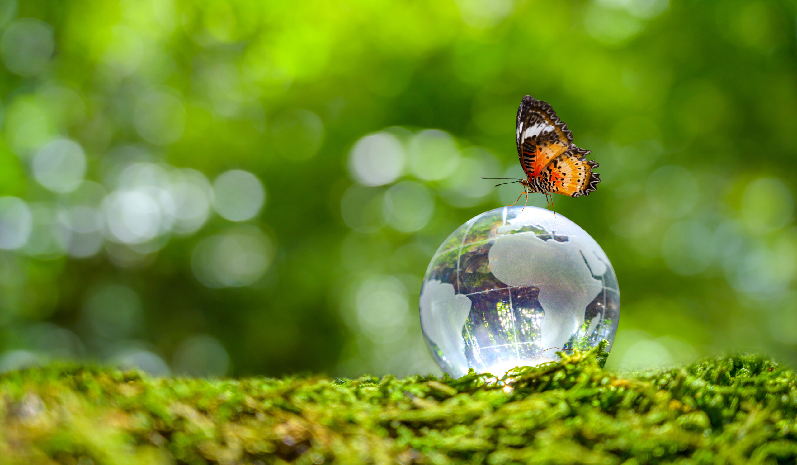 Butterfly on Glass Globe