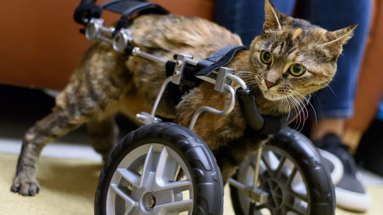 Cat in wheel cart without front legs