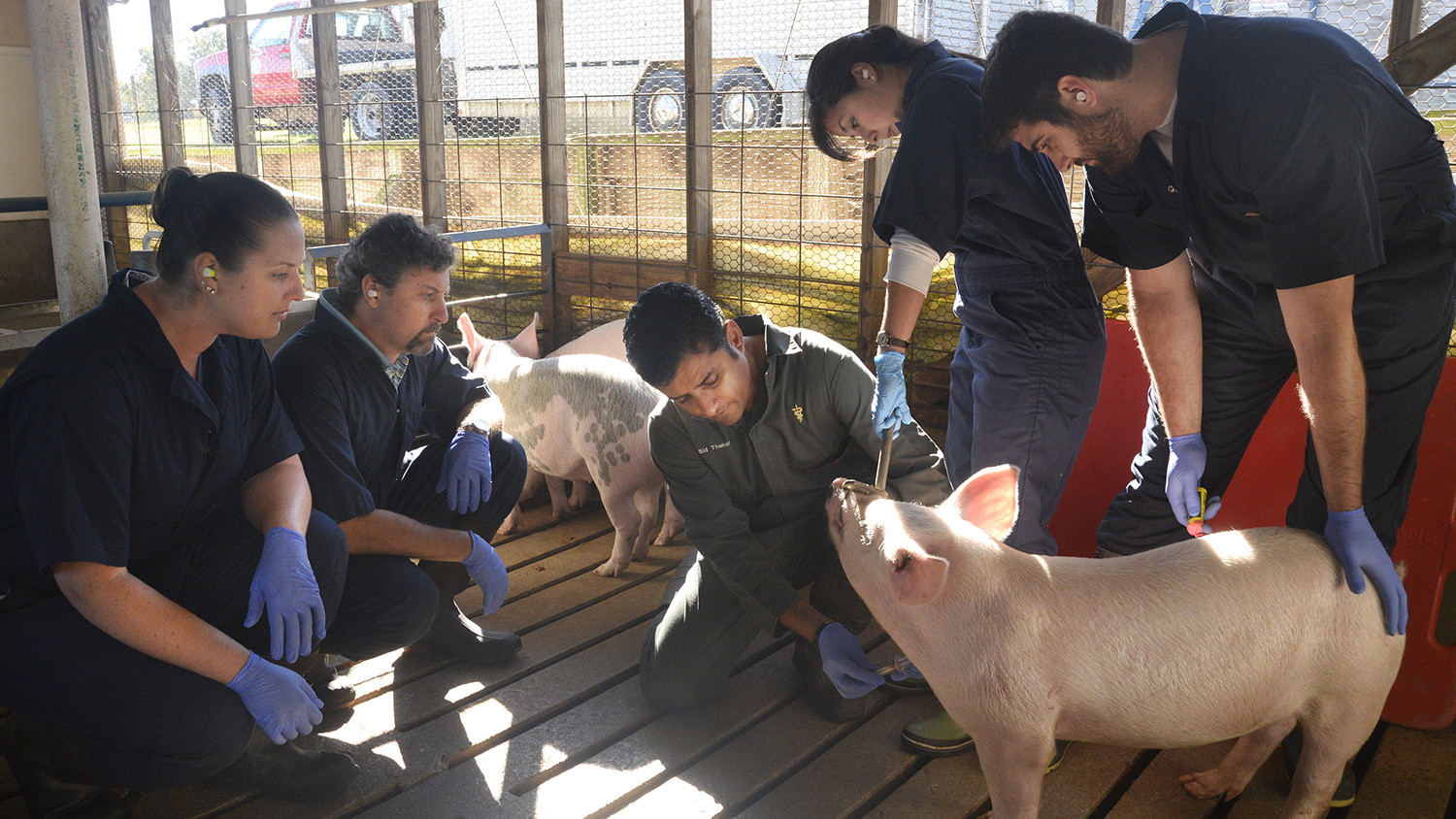 Sid Thakur teaching students about pigs