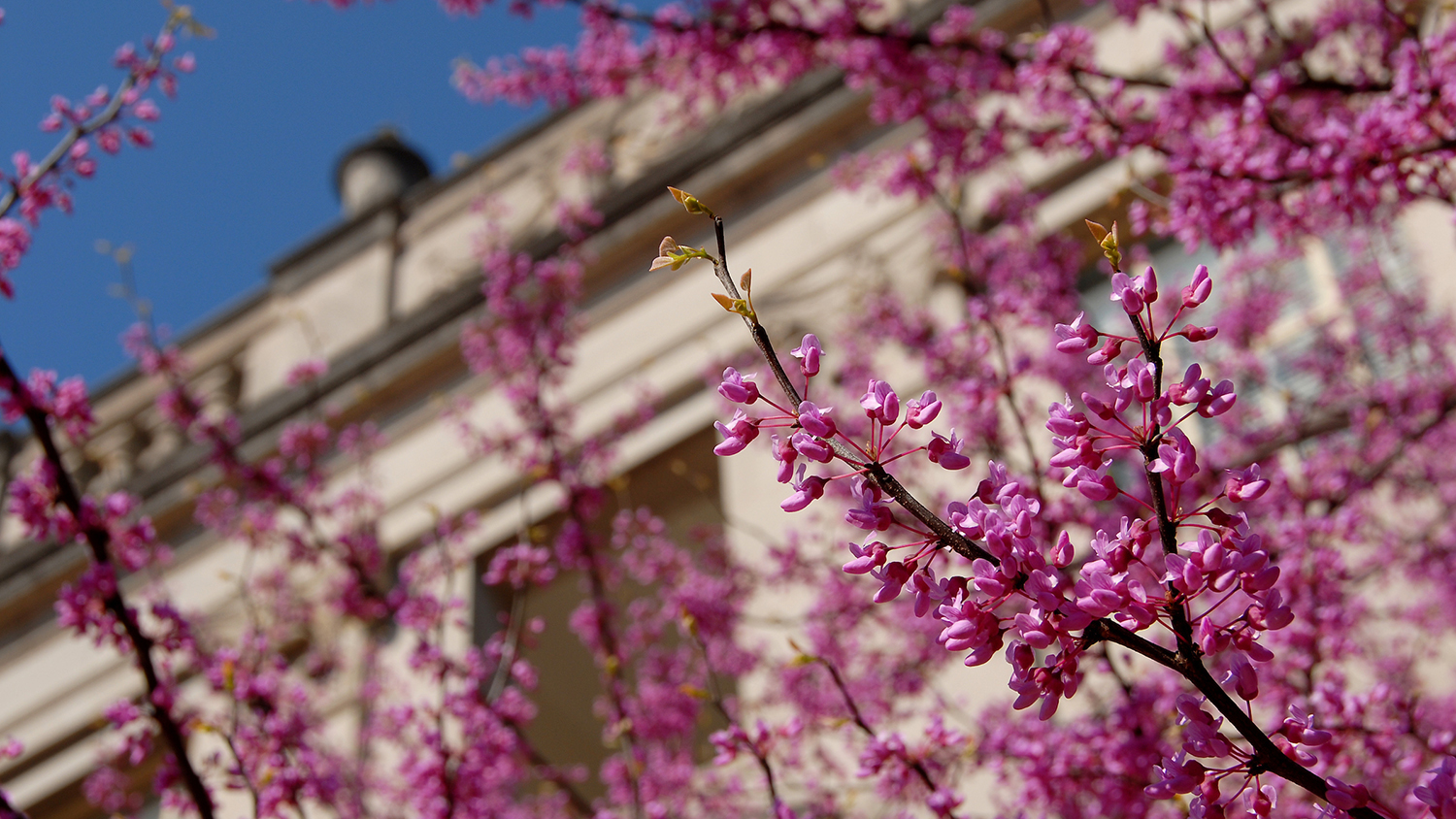 Blossoms in front of Polk Hall on a sunny Spring day.