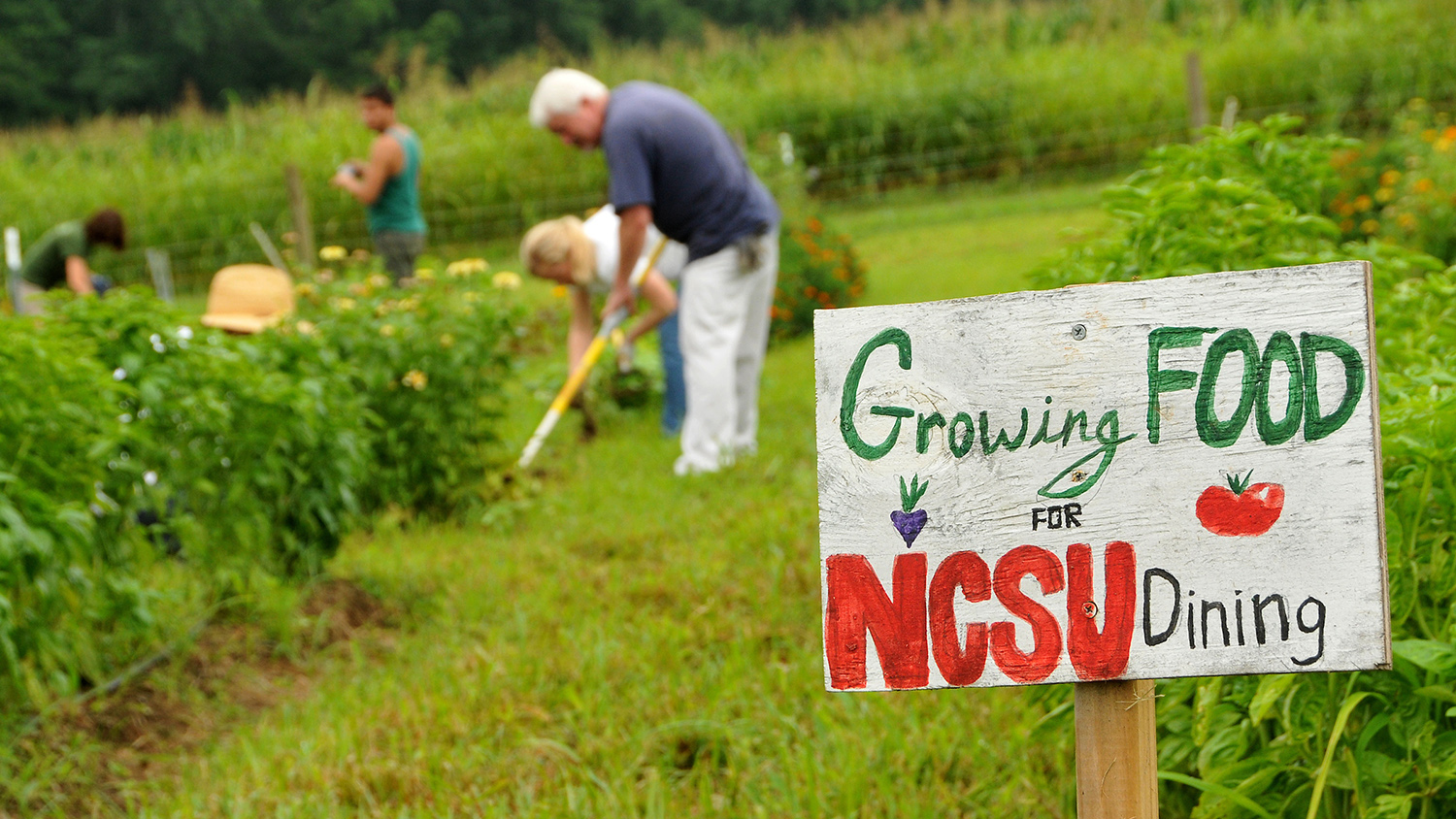 Faculty and staff volunteers weed around crops at the Agroecology Education Farm during a volunteer work day.