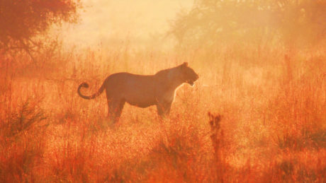 lion in South Africa