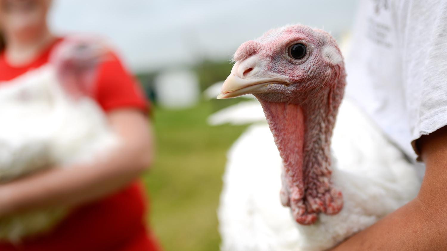 turkey on a farm