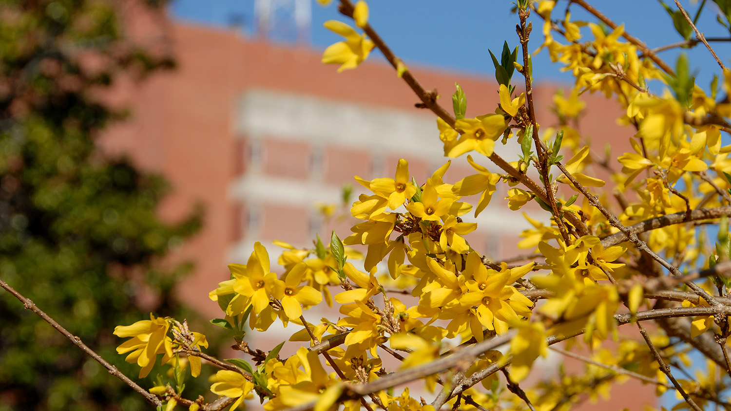 spring blossoms at NC State