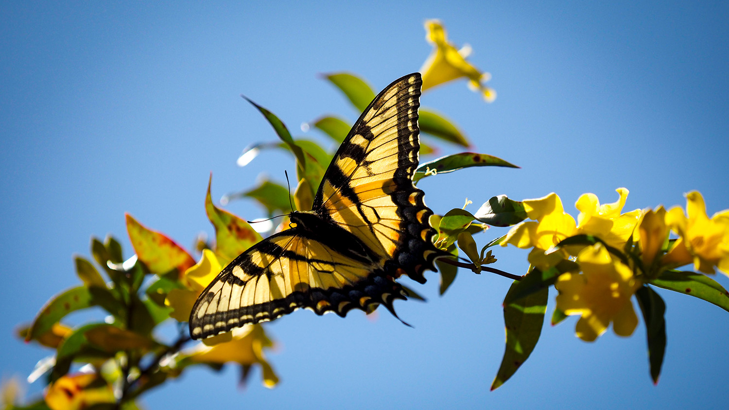 butterfly on flowers