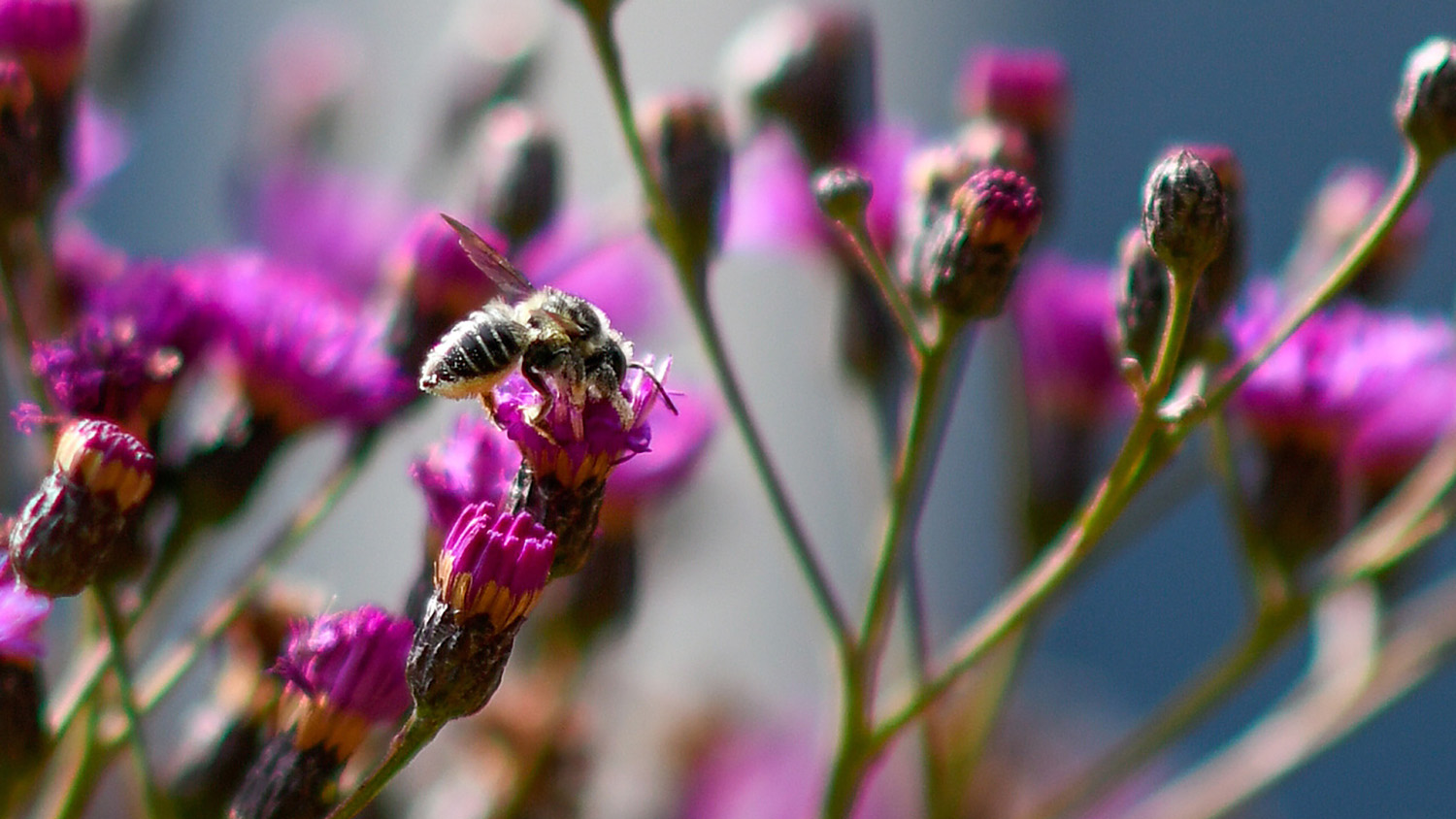 bee on a flower