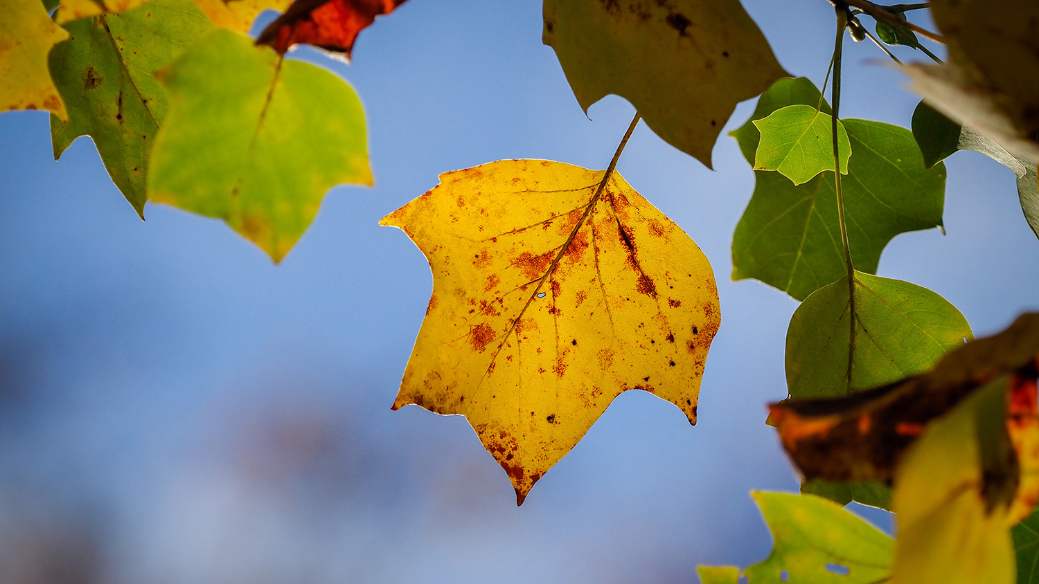 fall leaves