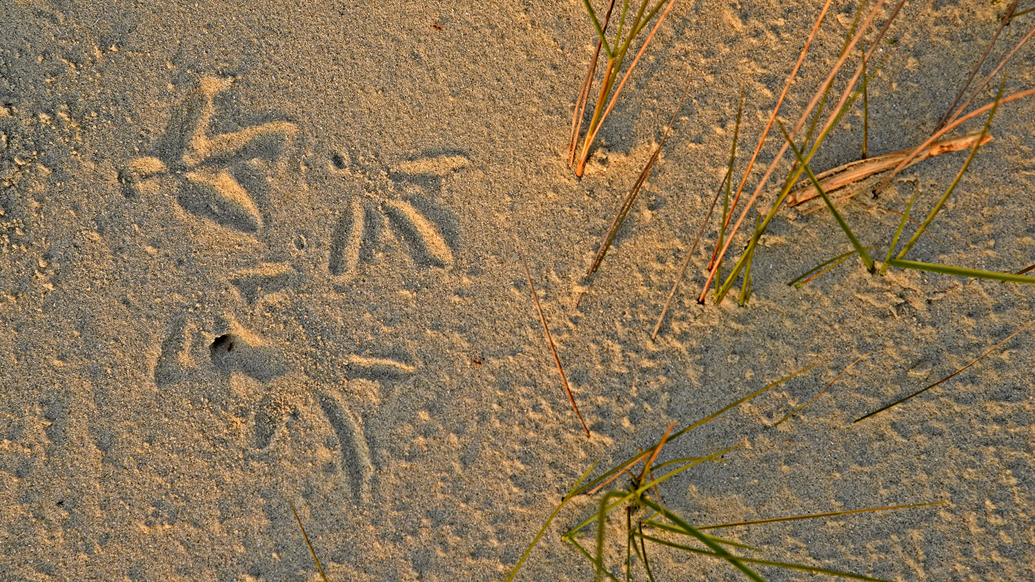 Setting sun illuminates bird tracks on Bird Island.