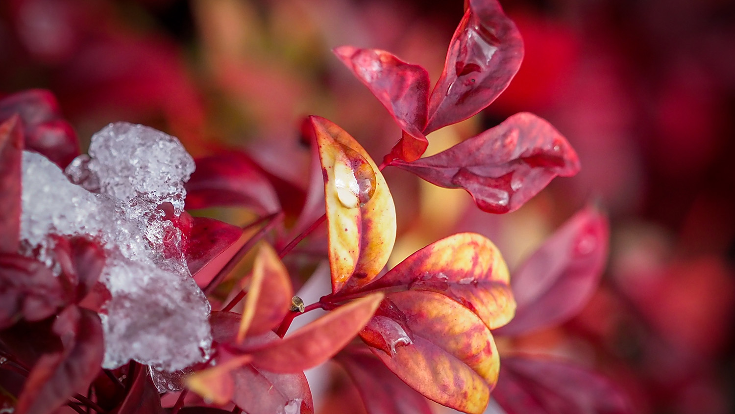 ice melting on plants
