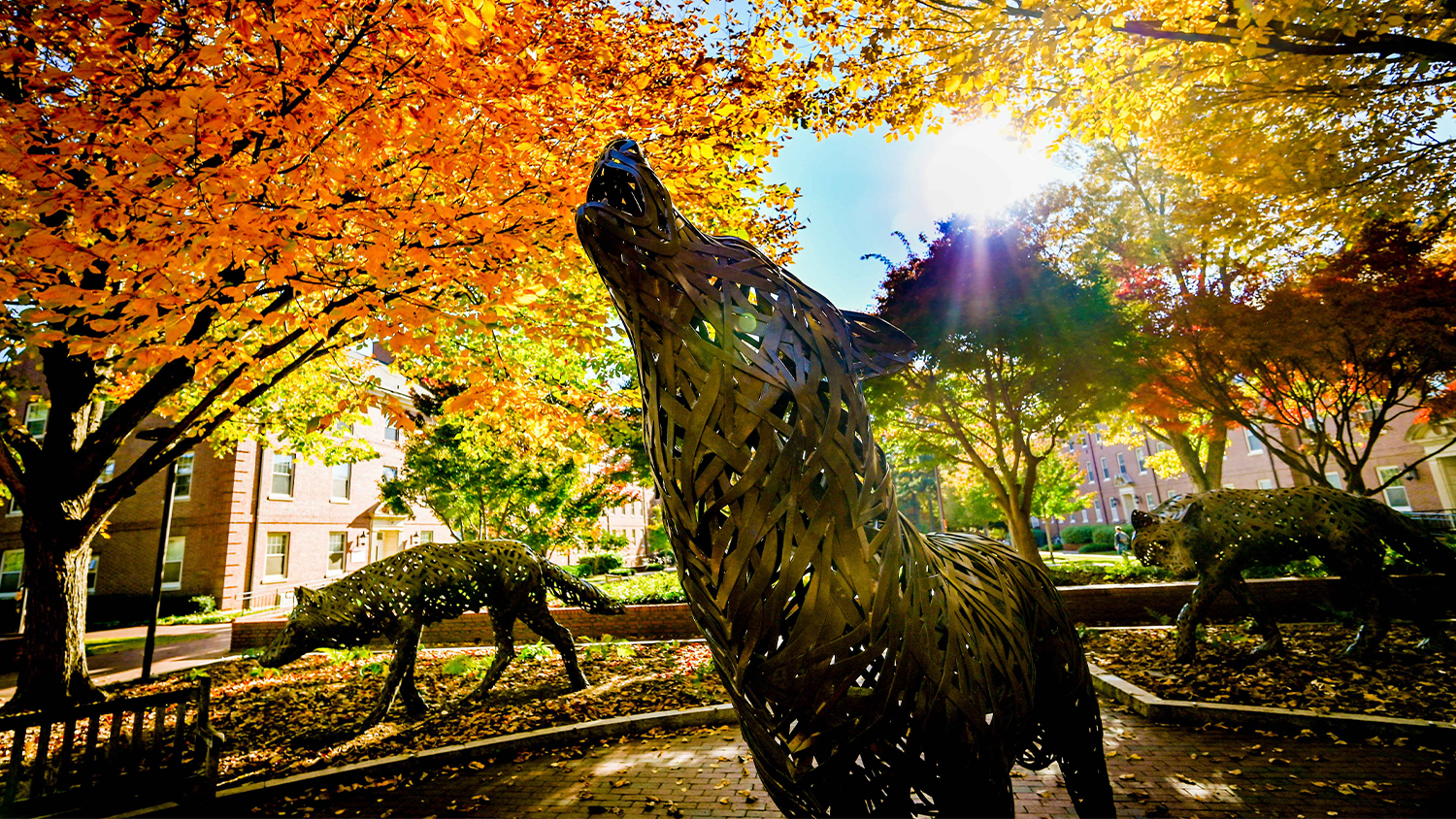 Afternoon sunlight streams through the fall foliage at Wolf Plaza.