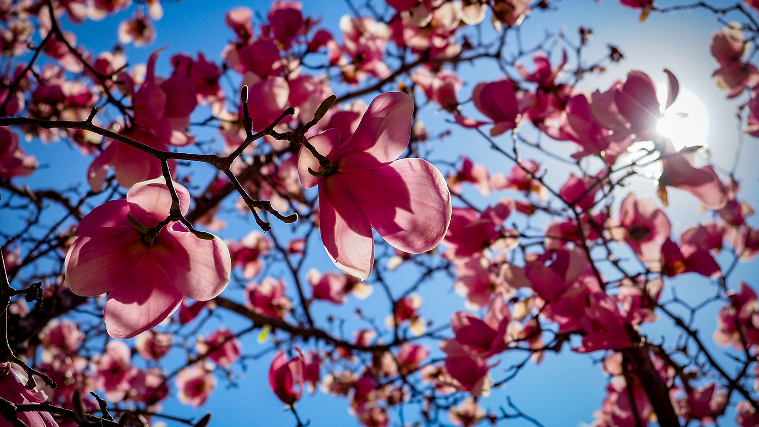 Spring blooms in the spring sunshine