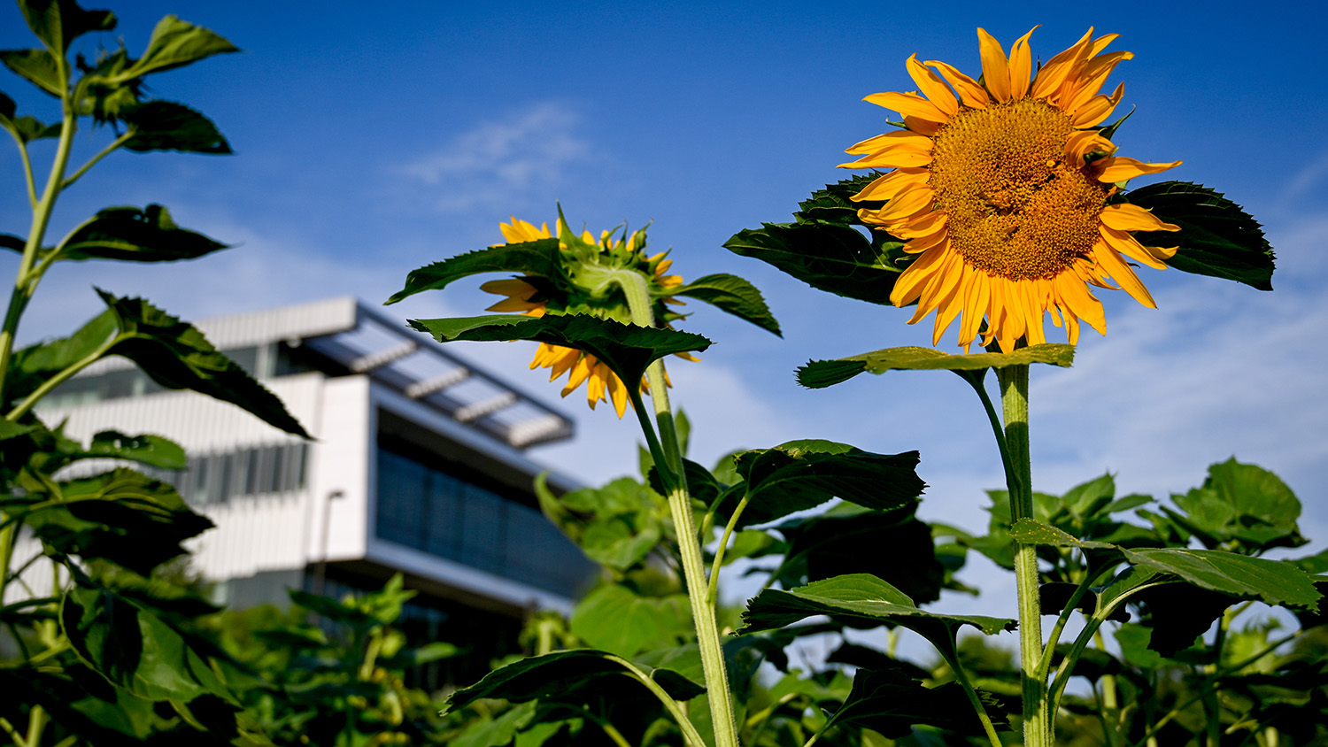 summer sunflowers