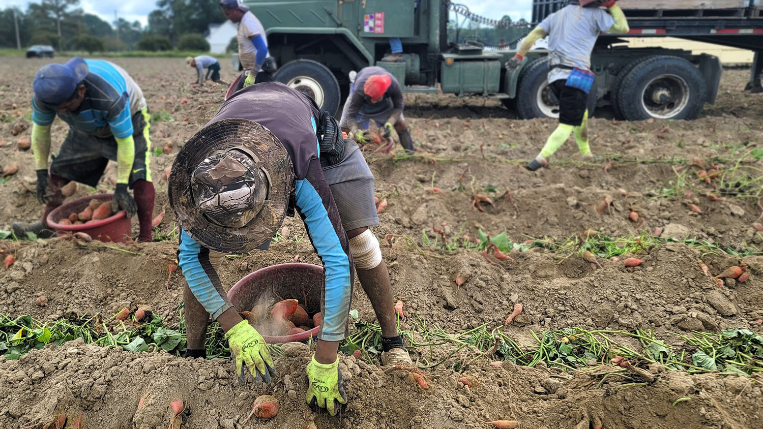 farm workers picking sweet potatoes