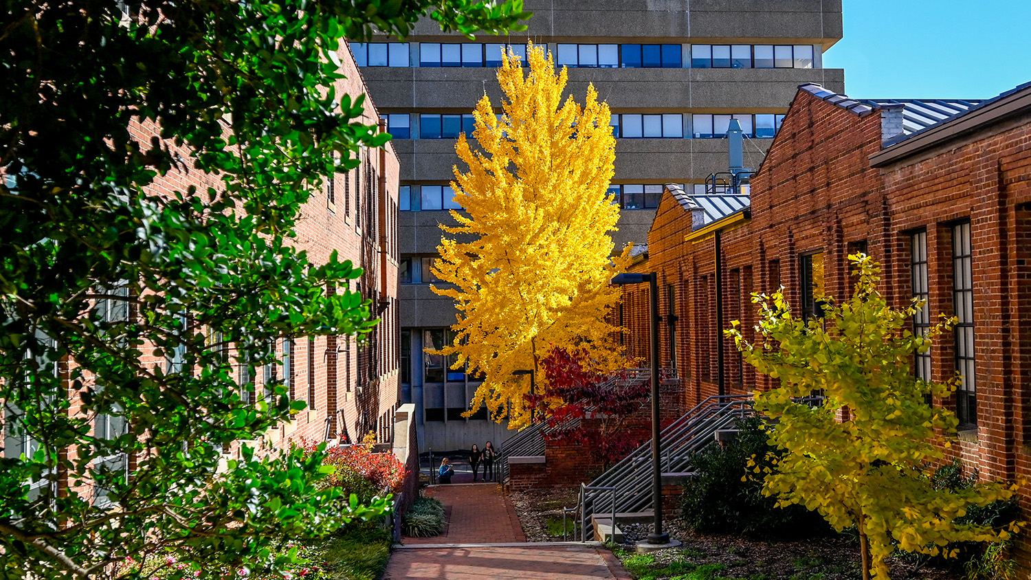 NC State's Ginko tree in full fall glory