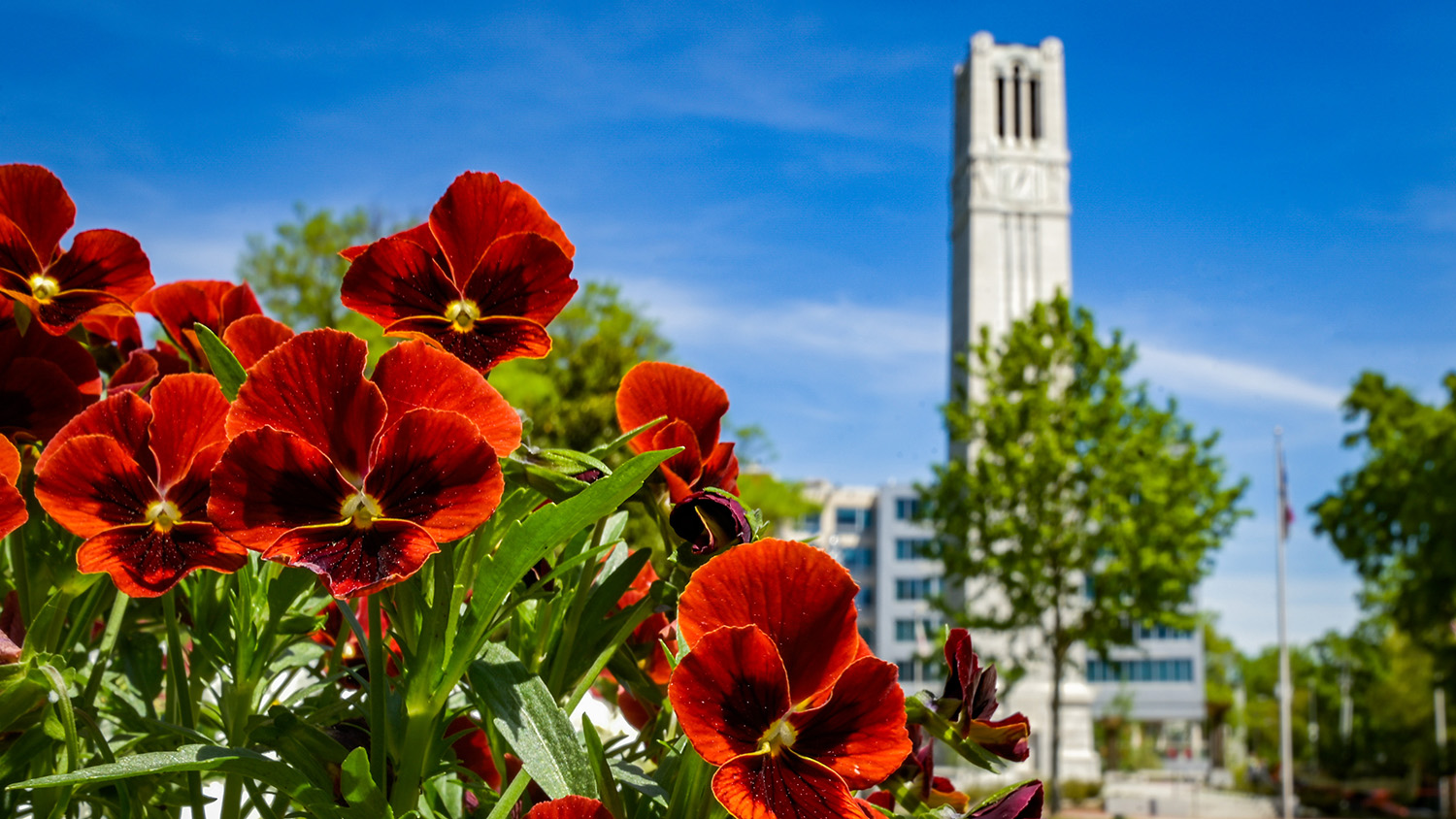 Spring blooms around the Memorial Belltower on an April afternoon