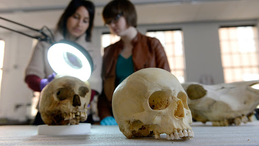 scientists examining human skulls