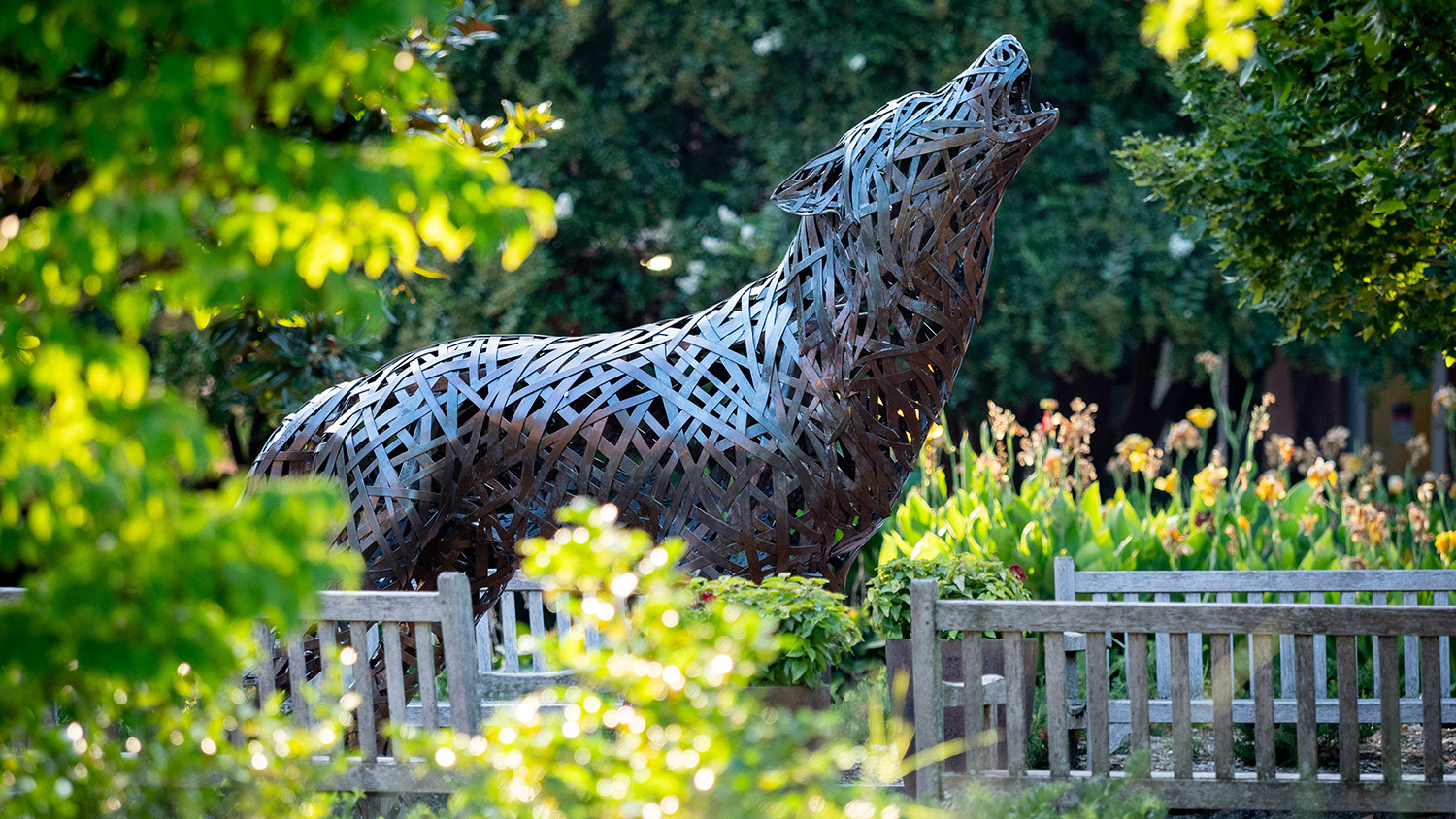 Copper wolf outside among greenery