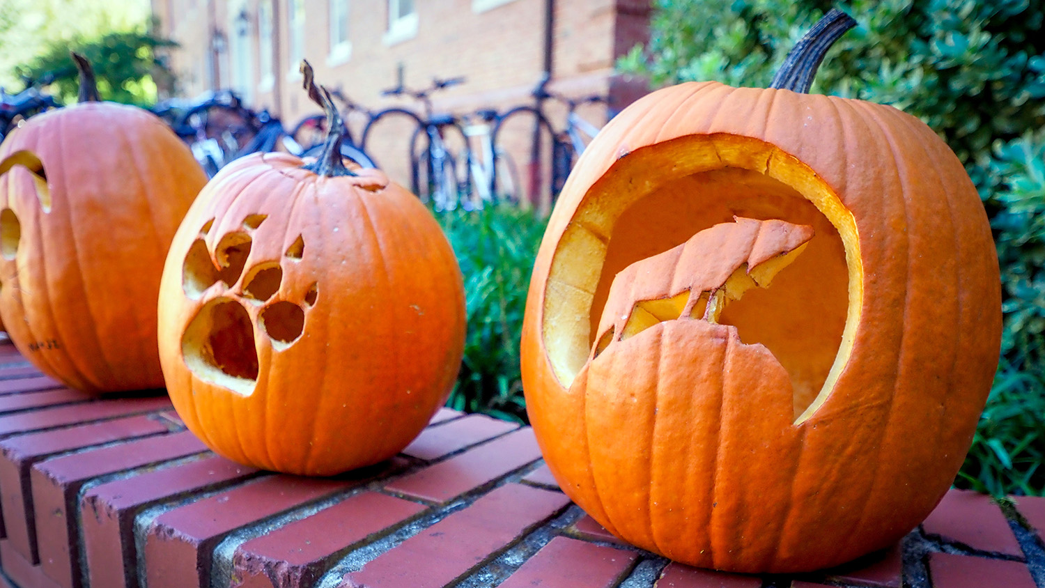 Wolfpack-themed pumpkins