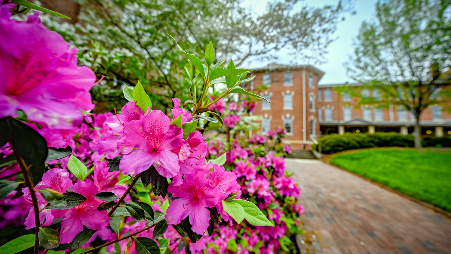 Spring flowers bloom at the Court of North Carolina