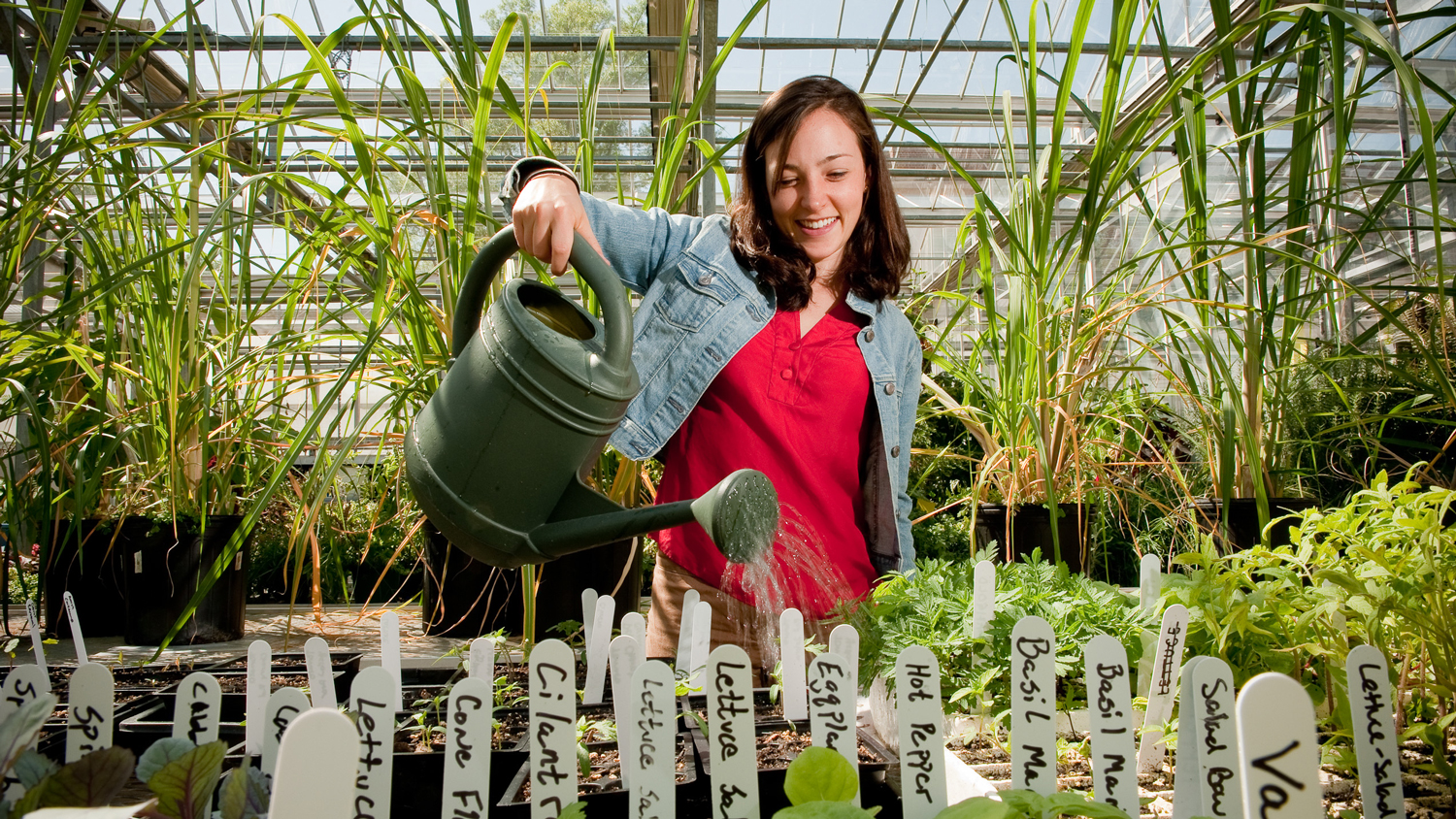 Horticulturist in greenhouse