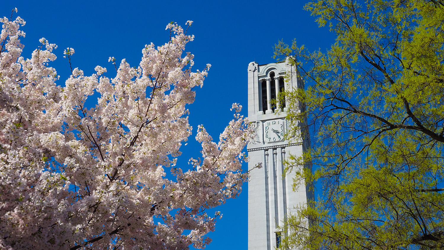 The NC State belltower stands, surrounded by blooms of spring.
