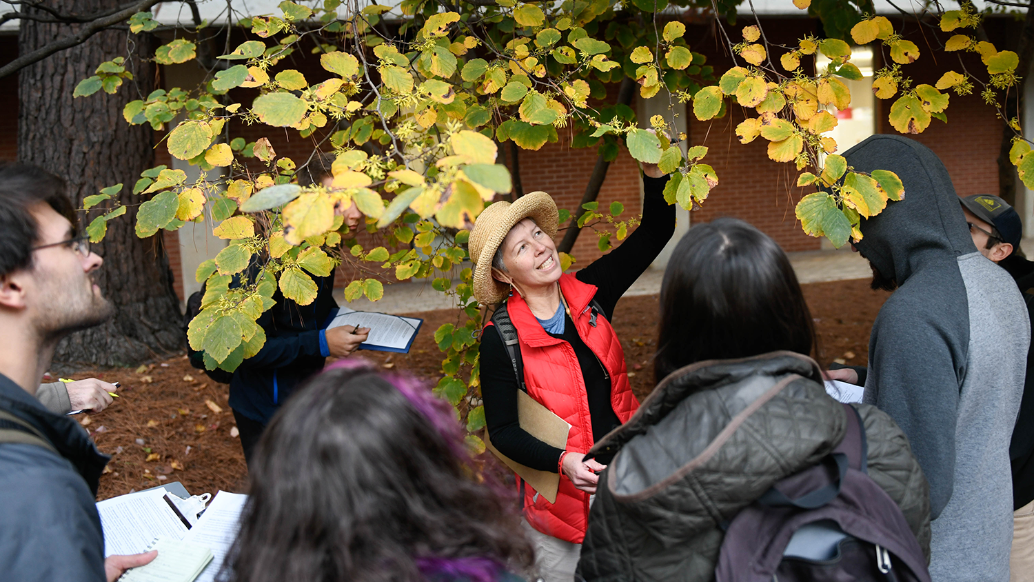 A professor leads outdoor learning and stands under a tree showing its leaves to a group of students.